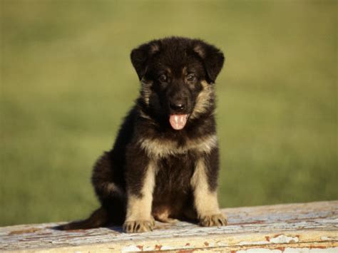 Cute German shepherd Puppies - Doglers