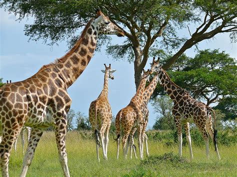 Rothschild's GiraffeFacts, Habitat, Diet, Life Cycle, Baby, Pictures