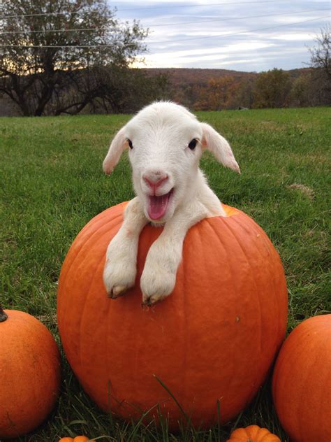 Happy Fall Y'all!! | Cute goats, Cute animals, Goats