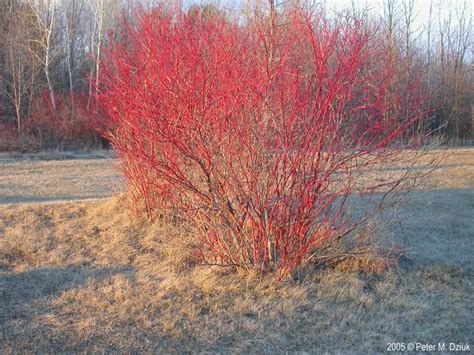 Red-osier Dogwood (Cornus sericea) – Cowling Arboretum – Carleton College