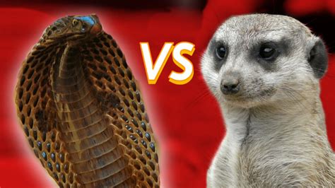 Mongoose vs. Cobra: Who'd Win in a Grudge Match? | HowStuffWorks