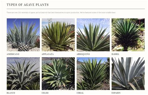 New Agave Website | Travel Distilled