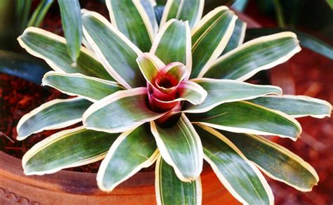 Bromeliad Plant: Types with Pictures & Basic Care Requirements