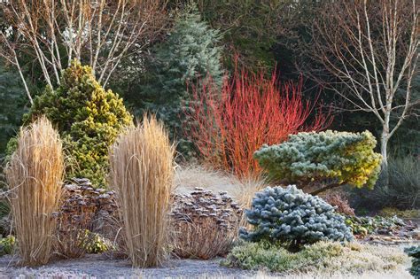 bressingham gardens winter - Cardinal redtwig dogwood, compacta ...