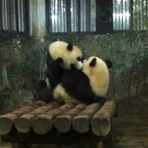 杭州动物园 Hangzhou Zoo - Zoo