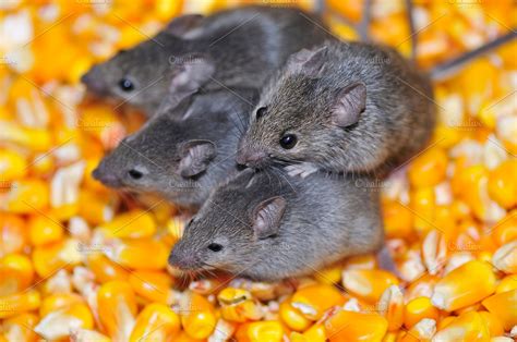 Field mice containing mouse, field, and wild | High-Quality Animal Stock Photos ~ Creative Market