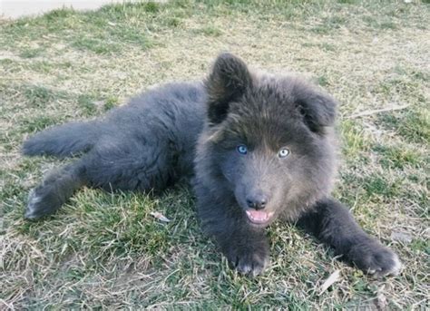 Blue Bay Shepherd: The New Blue Wolfdog on the Block