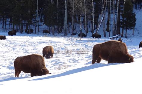 One Day Yellowstone Tour from Big Sky - Yellowstone Tours