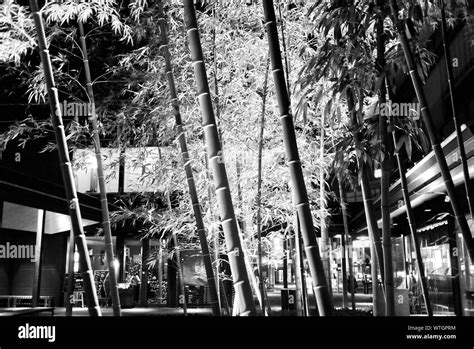 Bamboo Plant In Illuminated Building Stock Photo - Alamy