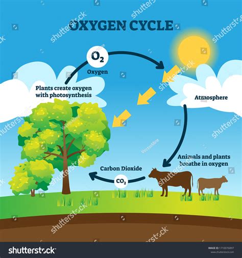 Carbon Dioxide Cycle Diagram