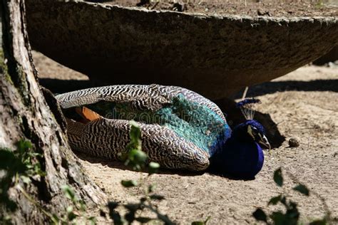 Beautiful Peacock Head. Portrait of Beautiful Peacock with Feathers ...