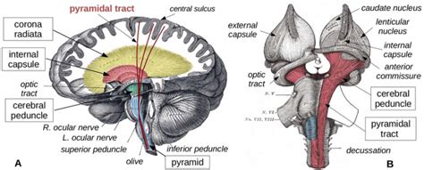 Cerebral Peduncle - Functions & Structure [ Complete Guide ]