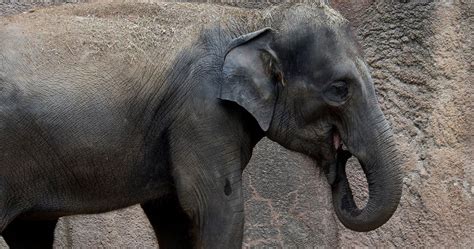 Elephant Dies At St. Louis Zoo Shortly After Herd Is Spooked By Unleashed Dog | HuffPost Latest News