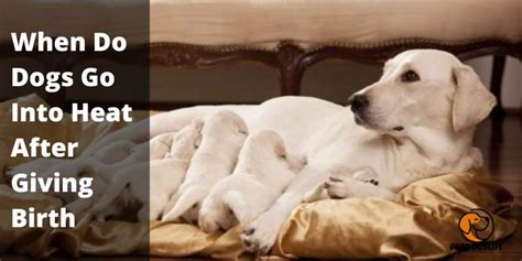 When Do Dogs Go Into Heat After Giving Birth - PetDogsLife | Pet Dogs Life