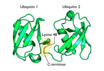 Ubiquitin Structure & Function - Proteopedia, life in 3D