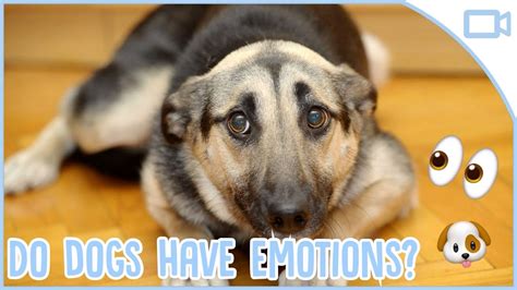 How Do Dogs Understand Emotions