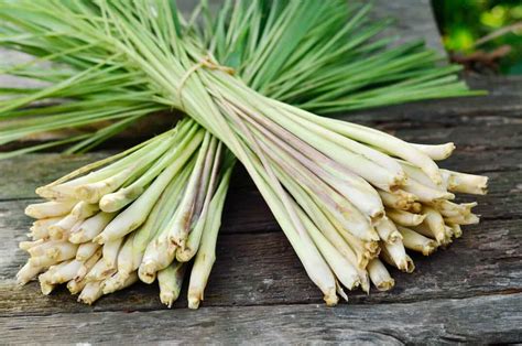 Lemongrass: The World's Most Flavorful & Beneficial Grass