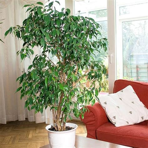 Indoor Ficus Benjamina