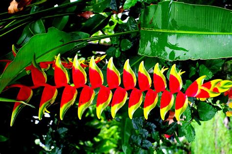 Heliconia flower of tropical rainforest Photograph by Dan Steeves - Fine Art America