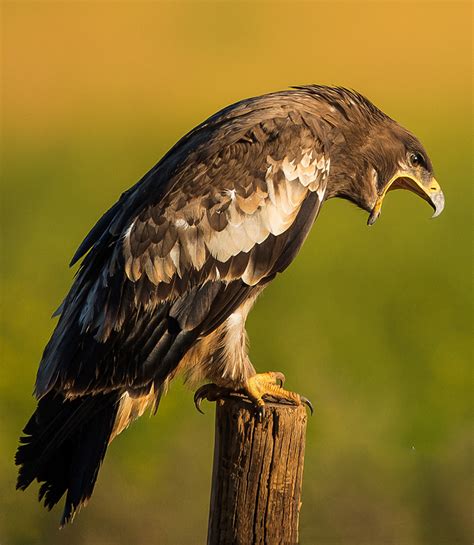 30 Remarkable Nature and Animal Photos of Mongolia