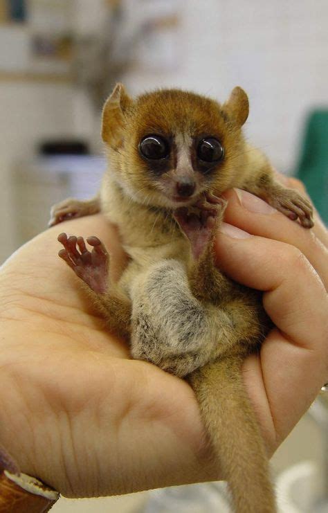 Madame Berthe's Mouse Lemur http://ift.tt/2qOZtqH | Cute animals, Baby lemur, Baby animals