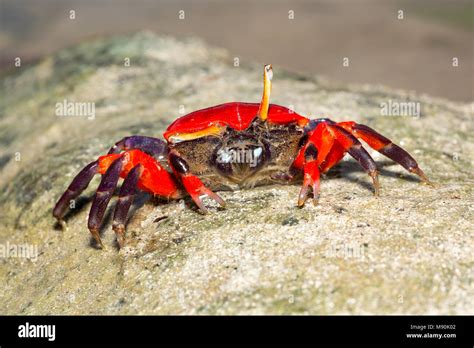 Phylum arthropoda hi-res stock photography and images - Alamy