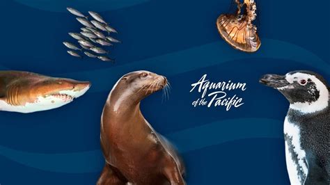 Exploring Seagrass Marine Meadows - Aquarium Of The Pacific Zoo Guide