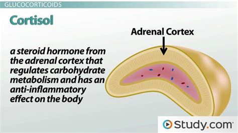 Glucocorticoids | Function & Receptor - Lesson | Study.com