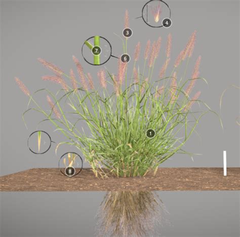 Identifying Buffel Grass- desktop — Mallee Conservation