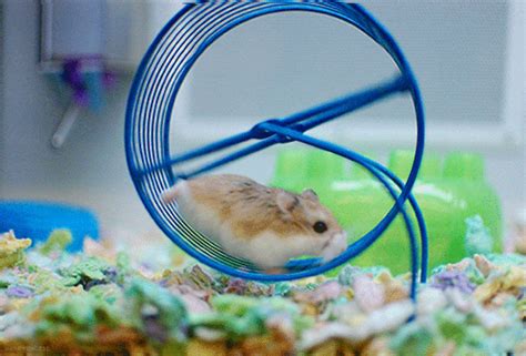 Hamster Wheel GIFs - 70 Animated Rodents Run in a Wheel | USAGIF.com