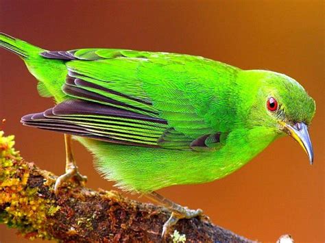 Green bird *** HD desktop wallpaper : Widescreen : High Definition : Fullscreen