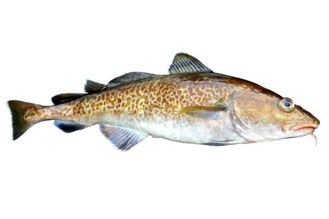 Alive Codfish Pacific Cod, Gadus Macrocephalus Isolated on White Background. Stock Image - Image ...