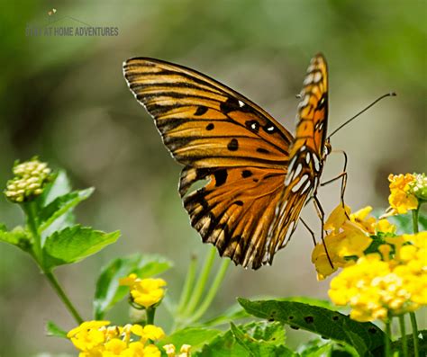 How to Set Up a Butterfly or Hummingbird Garden at Home * My Stay At Home Adventures