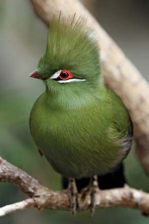 Turaco | bird | Britannica.com