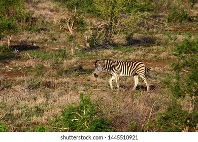 Quagga Equus Quagga Savannah South Africa Stock Photo 1445510921 ...