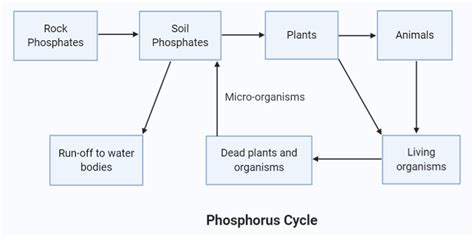 Flowchart Of Phosphorus Cycle