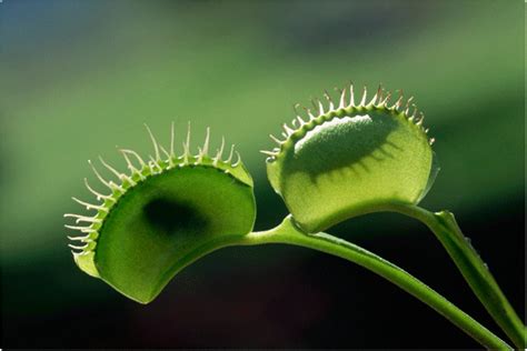 Spotlight: Flesh-Eating Plants - KIDS DISCOVER