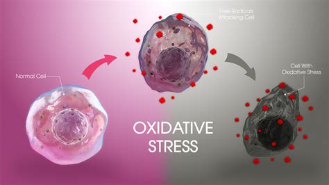 Oxidative Stress: Definition, Causes, And Treatment | Hello100