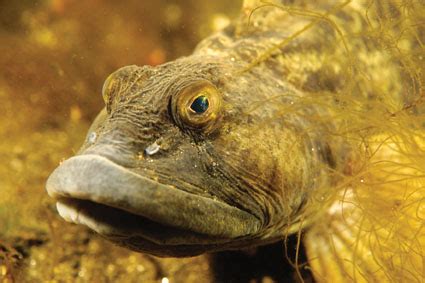 Zoarces americanus (Ocean pout) (Macrozoarces americanus)