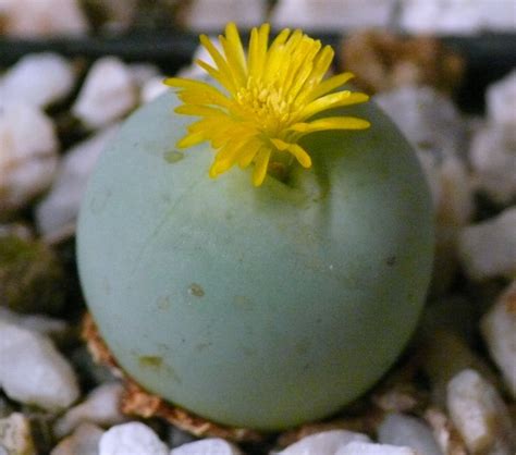 Conophytum, Lithops & Co | Conophytum calculus subsp. calculus (Berger ...