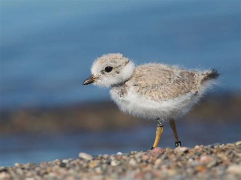 Piping Plover Nesting (Location, Eggs + Behavior) | Birdfact