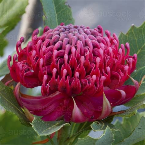 Image of Waratah flower close up - Austockphoto