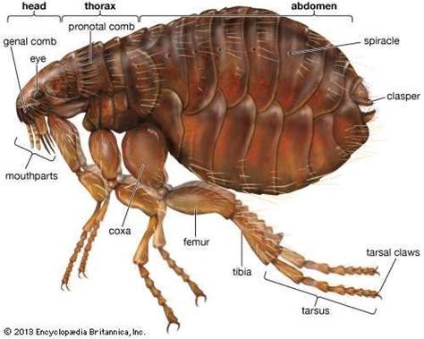 Cat flea | insect | Britannica.com