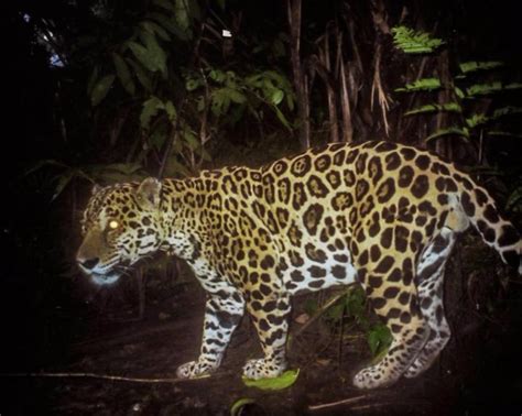 Jaguar conservation requires the right attitude - Earth.com