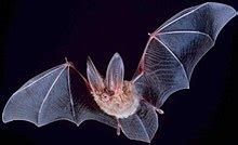 Microbat - Wikipedia