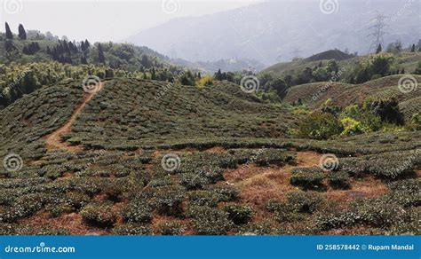 Beautiful Green Famous Tea Garden of Darjeeling Near Mirik in West Bengal, India Stock Photo ...