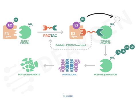 What is PROTAC (Proteolysis-targeting chimera)?