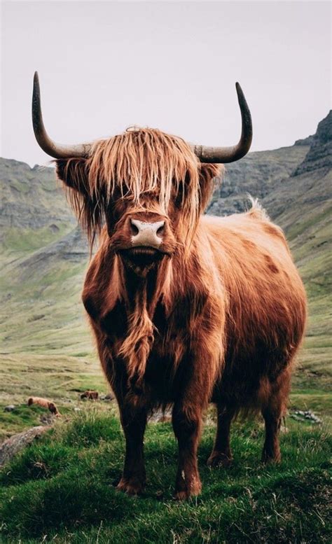 Épinglé par Kirsten Daley sur Highland cows en 2024 | Animaux