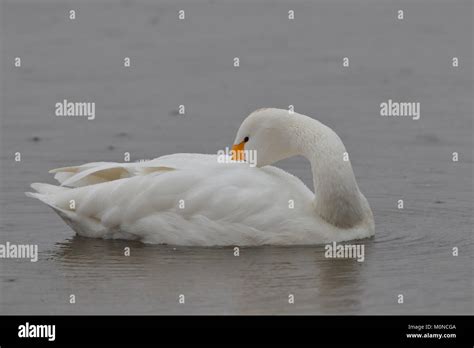 Adult Bewick`s Swan Stock Photo - Alamy