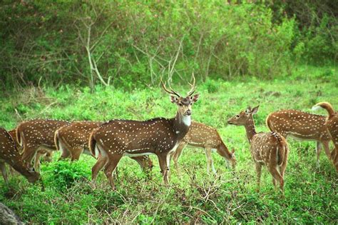 mudumalai wildlife sanctuary | Gems of Tamilnadu